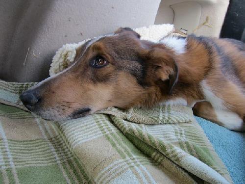 Jack a Adult Male Collie / Greyhound / Mixed (short coat) adopted through Collie Rescue