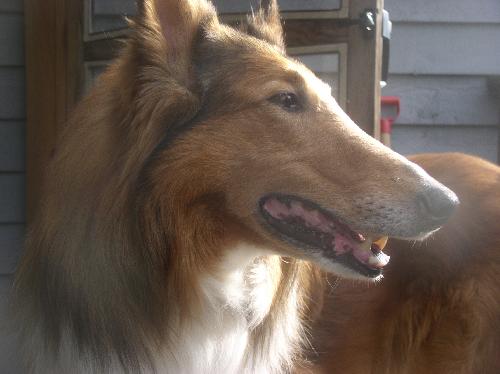 Huck a Adult Male Collie (long coat) adopted through Collie Rescue
