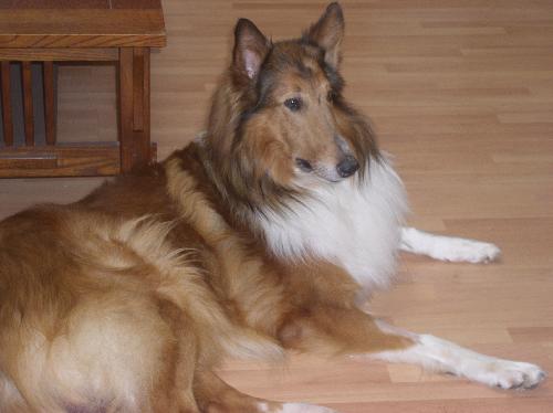 Huck - photo 2