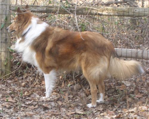 Huck - photo 3