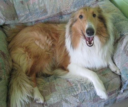 Lady a Young Female Collie (long coat) adopted through Collie Rescue