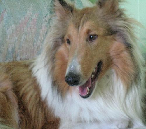 Lady - photo 2