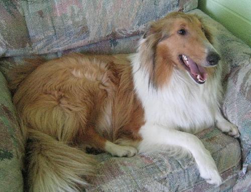 Lady - photo 3