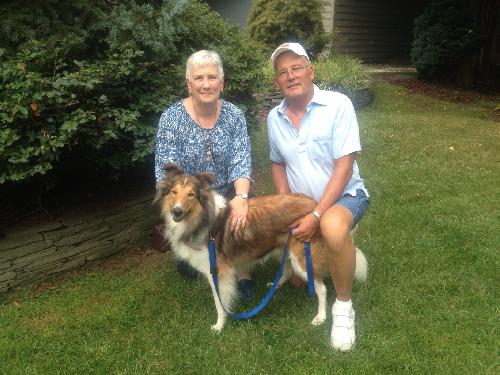 Raleigh a Adult Male Collie (long coat) adopted through Collie Rescue