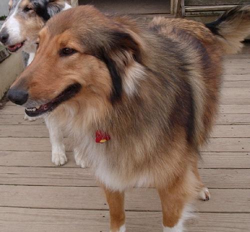 Coco a Adult Male Collie / Mixed (medium coat) adopted through Collie Rescue