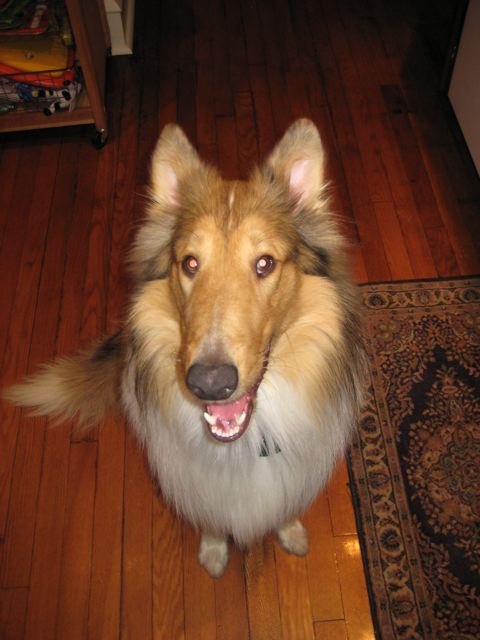 Scooter a Young Male Collie (long coat) adopted through Collie Rescue