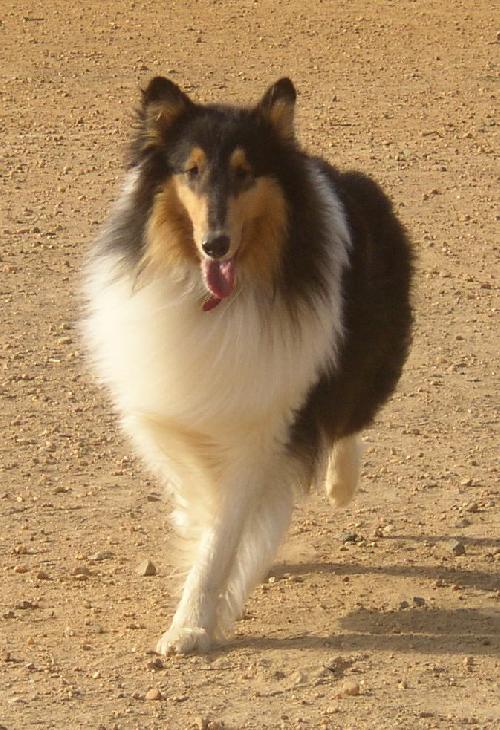 Kai a Adult Male Collie (long coat) adopted through Collie Rescue