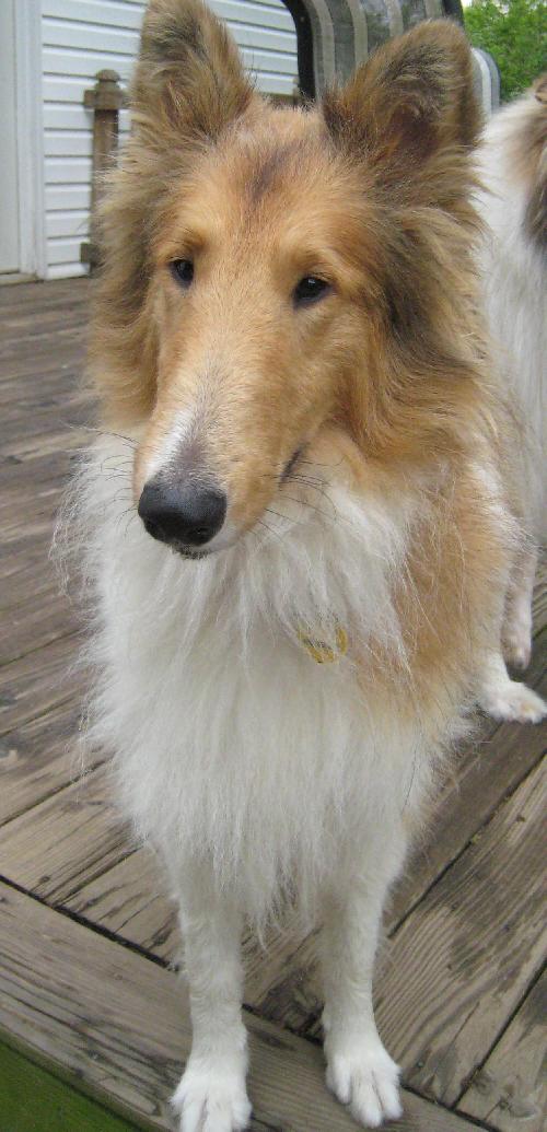 Lexy a Young Female Collie (long coat) adopted through Collie Rescue