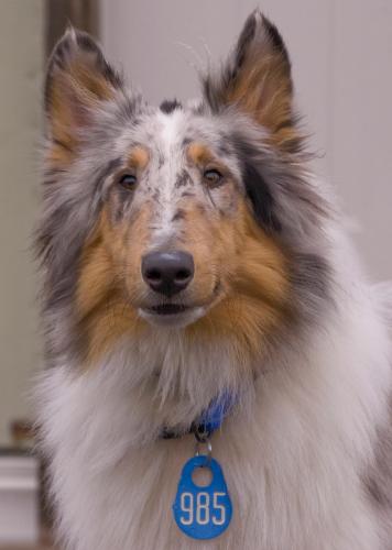 Brody a Baby Male Collie (long coat) adopted through Collie Rescue