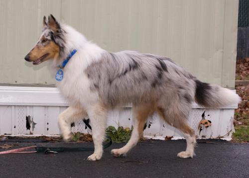 Brody - photo 2
