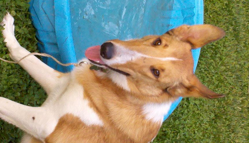 Kylie a Young Female Collie (short coat) adopted through Collie Rescue
