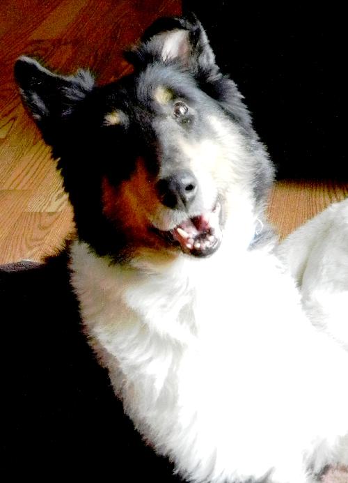 Wilbur a Adult Male Collie (long coat) adopted through Collie Rescue