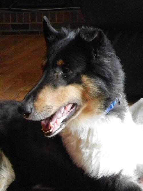 Wilbur - photo 4