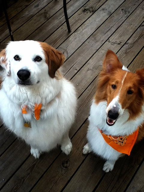 Reba a Adult Female Collie (long coat) adopted through Collie Rescue
