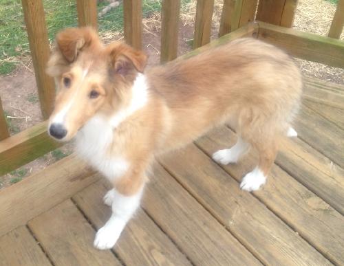 Janie a Baby Female Collie (long coat) adopted through Collie Rescue