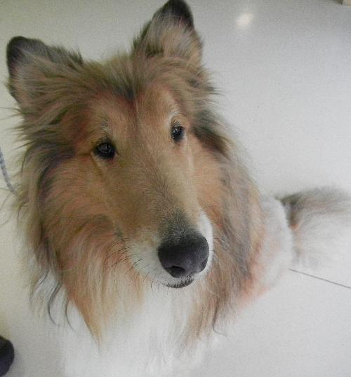 Lad a Adult Male Collie (long coat) adopted through Collie Rescue