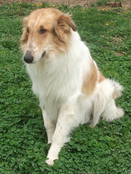Ross a Adult Male Collie (long coat) adopted through Collie Rescue