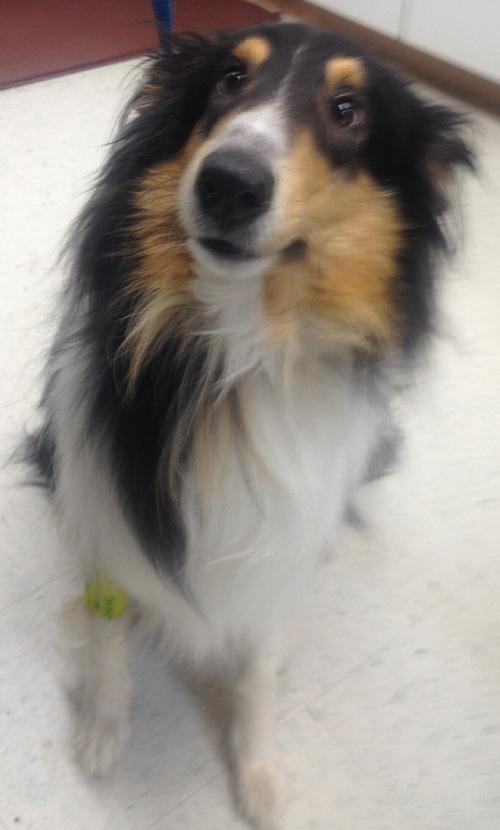 Avie a Young Male Collie / Mixed adopted through Collie Rescue