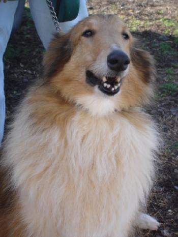 Ashley a Adult Female Collie (long coat) adopted through Collie Rescue