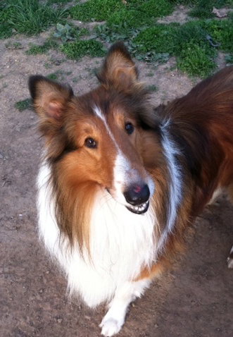 Chester a Adult Male Collie (long coat) adopted through Collie Rescue