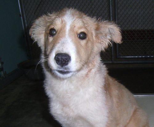 Kammie a Baby Female Collie (long coat) adopted through Collie Rescue