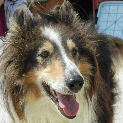 Oliver a Adult Male Collie (long coat) adopted through Collie Rescue