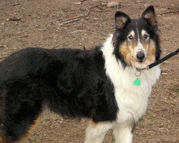 Remington a Adult Male Collie (long coat) adopted through Collie Rescue