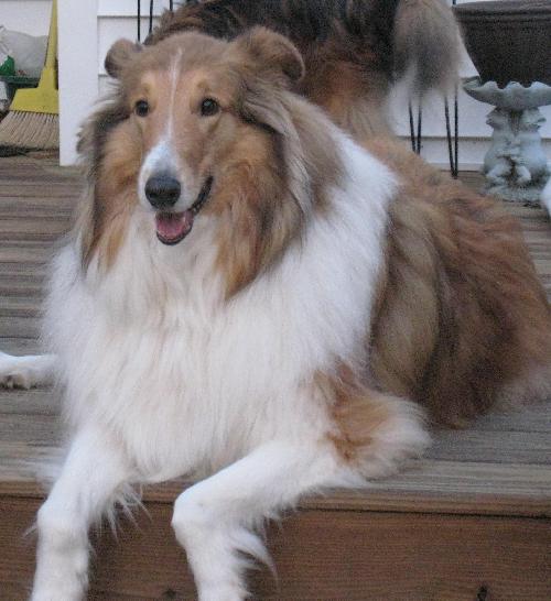 Star a Adult Male Collie (long coat) adopted through Collie Rescue