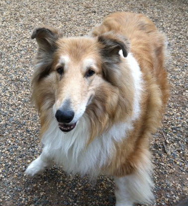 Elvis a Adult Male Collie (long coat) adopted through Collie Rescue