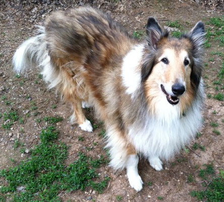 Abby - photo 3