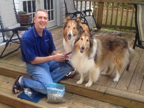 Abby a Adult Female Collie (long coat) adopted through Collie Rescue