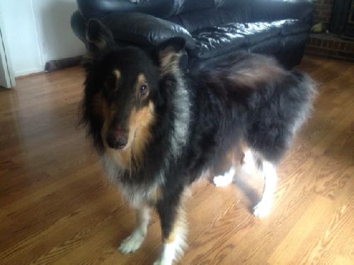 Boedie a Senior Male Collie (long coat) adopted through Collie Rescue