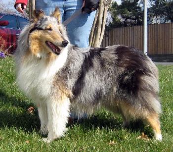 Dakota a Adult Female Collie (long coat) adopted through Collie Rescue