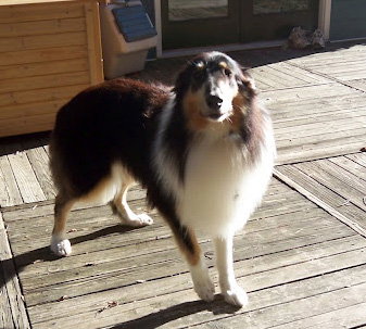 Cleo - photo 2