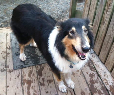 Cleo a Adult Female Collie (long coat) adopted through Collie Rescue