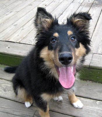 Narlee a Young Female Collie / Mixed (long coat) adopted through Collie Rescue