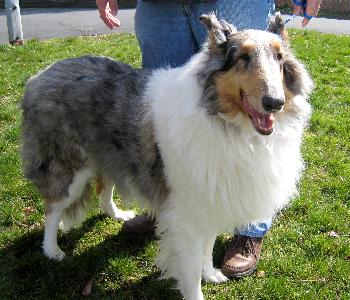 Jasmine a Adult Female Collie (long coat) adopted through Collie Rescue