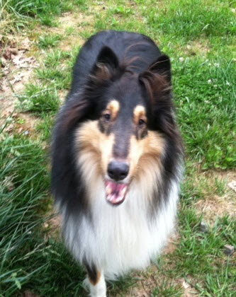 Cole a Male Collie (long coat) adopted through Collie Rescue