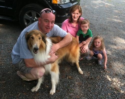Leo a Adult Male Collie (long coat) adopted through Collie Rescue