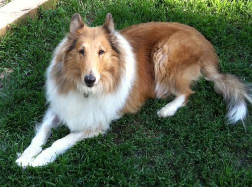 Coco a Adult Female Collie (long coat) adopted through Collie Rescue