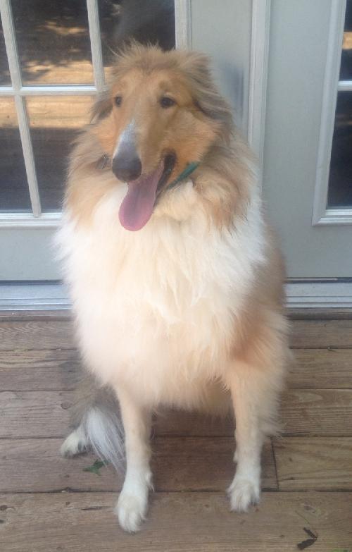 Sheeba a Adult Female Collie (long coat) adopted through Collie Rescue