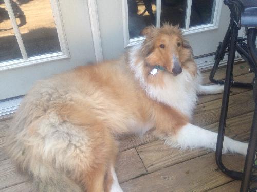 Sheeba - photo 2