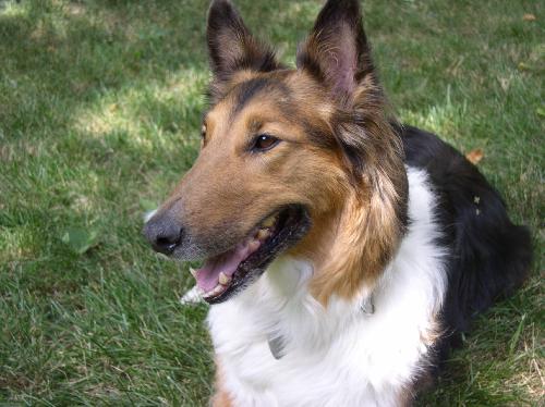 Caldwell a Adult Male Collie (long coat) adopted through Collie Rescue