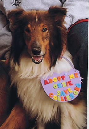 Ozzie a Adult Male Collie (long coat) adopted through Collie Rescue