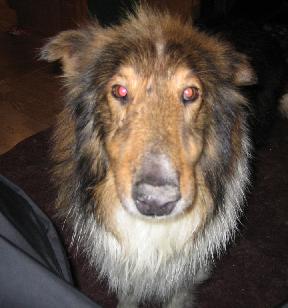 Ozzie - photo 2
