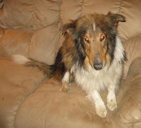 Ozzie - photo 3