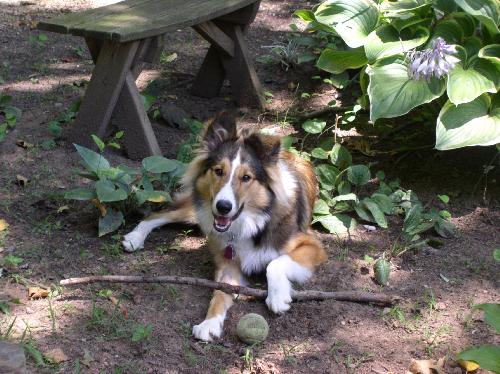 Violet a Young Female Collie (long coat) adopted through Collie Rescue