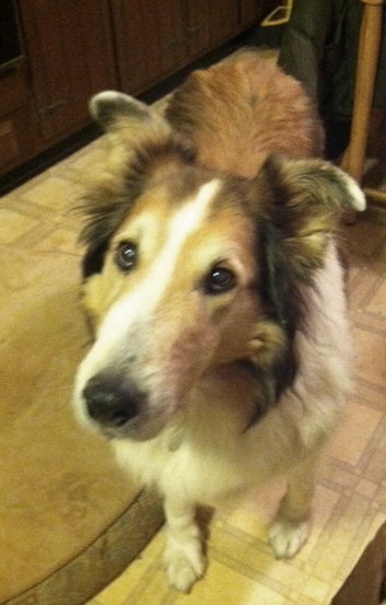 Murray a Senior Male Collie (long coat) adopted through Collie Rescue