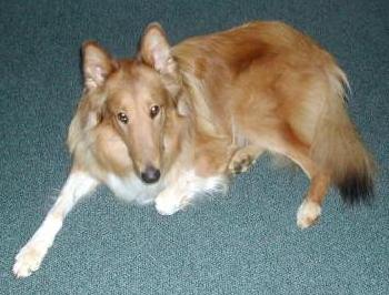 Lucky a Baby Male Collie (long coat) adopted through Collie Rescue
