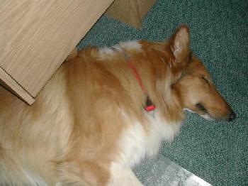 Lucky - photo 2